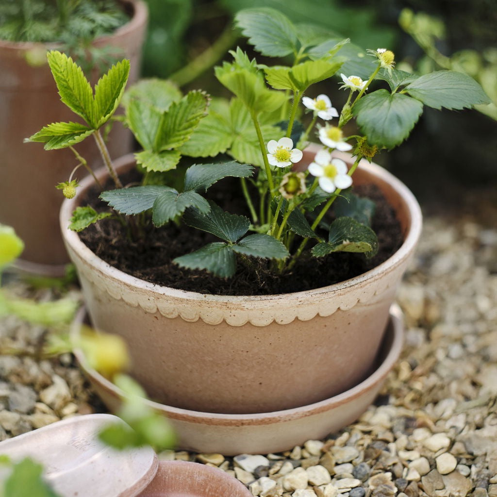 Helena Raw Rosa, Ø 21 cm, Lav - Bergs Potter