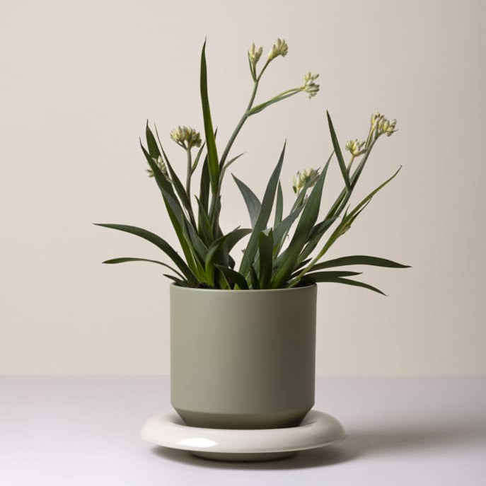 Lily GLAZED Sage Green, Ø 14 cm - Bergs Potter