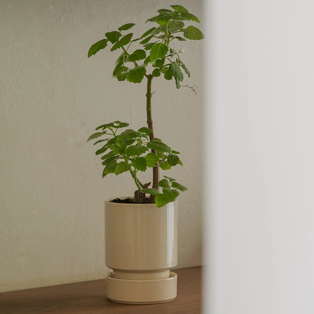 Hoff GLAZED Sandstone, Ø 14 cm, Sæt - Bergs Potter