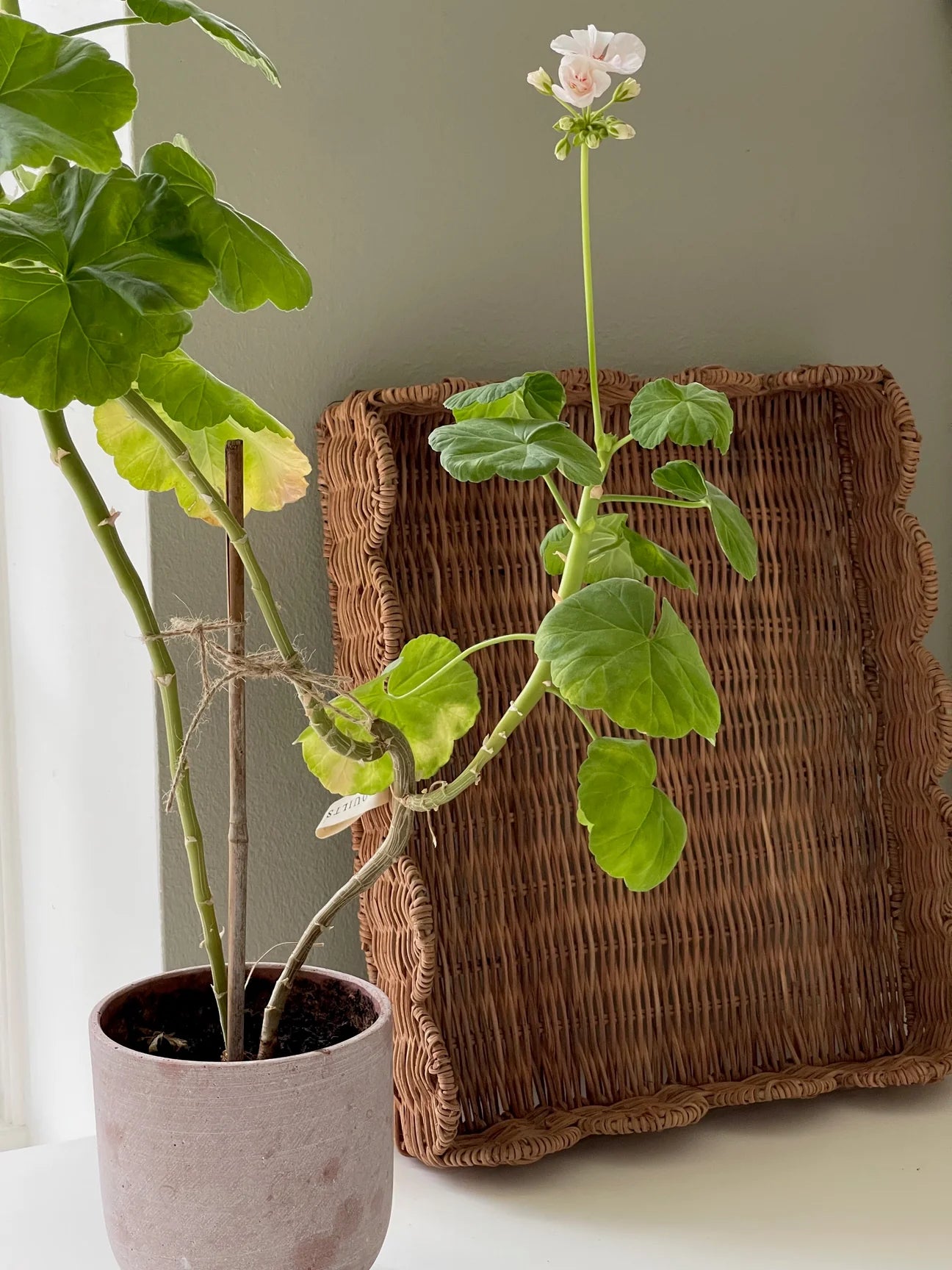 JOU rattan tray 30cm x 35 cm