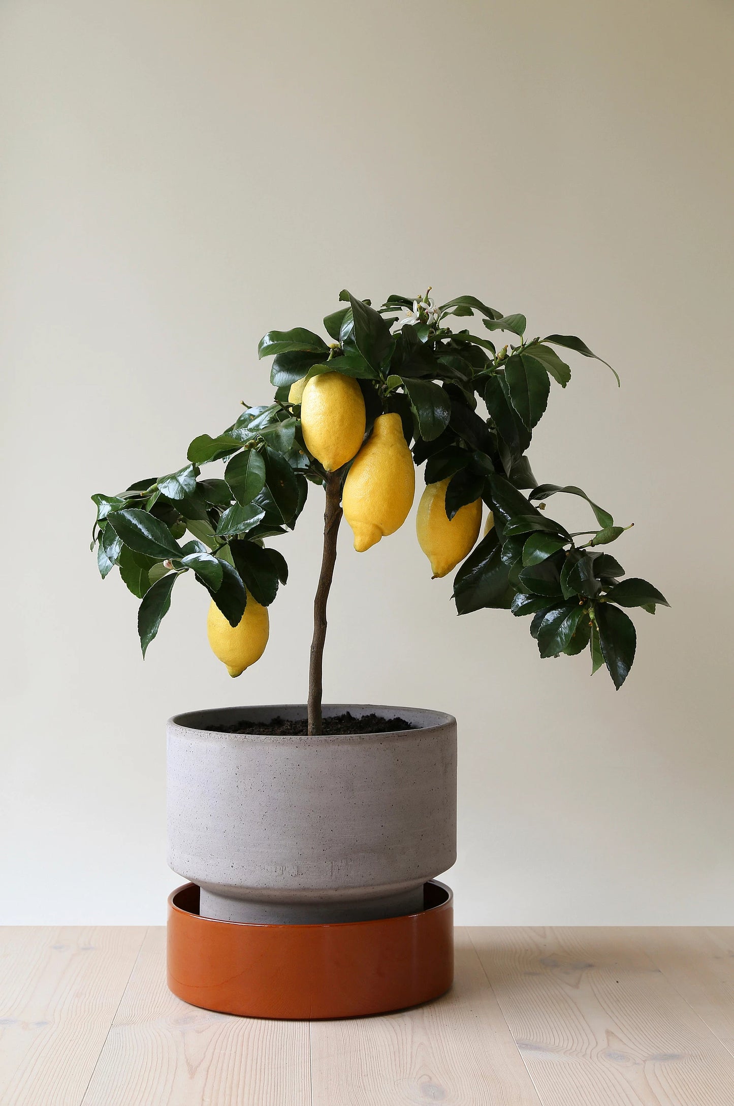 Hoff Underskål Rusty Red 25 cm - Bergs Potter