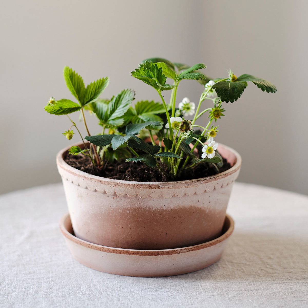 Helena Raw Rosa, Ø 21 cm, Low - Bergs Potter